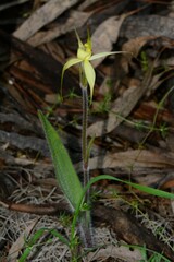 Caladenia xanthochila