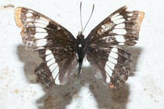 Limenitis lorquini