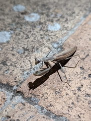 Schizomantodea