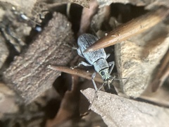 Cyrtepistomus castaneus