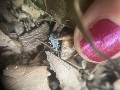 Cyrtepistomus castaneus