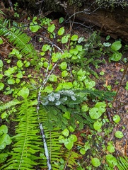 Maianthemum dilatatum