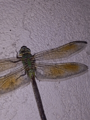 Anax junius