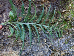 Asplenium lyallii