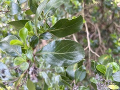 Escallonia
