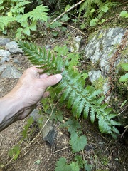 Polystichum andersonii