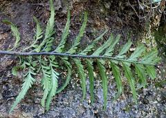 Asplenium lyallii