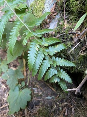 Polystichum andersonii