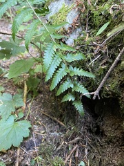 Polystichum andersonii
