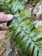Polystichum andersonii