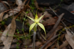 Caladenia xanthochila