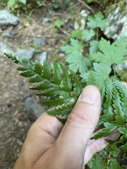 Polystichum andersonii