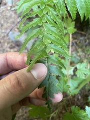 Polystichum andersonii