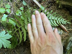 Polystichum andersonii