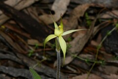 Caladenia xanthochila
