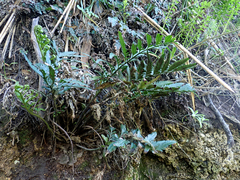 Asplenium lyallii