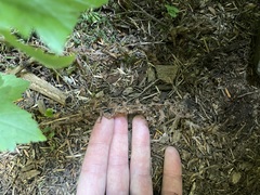 Polystichum andersonii