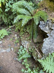 Polystichum andersonii