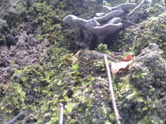 Phellodon niger