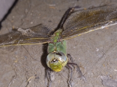 Anax junius