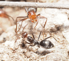 Myrmecocystus melliger