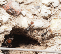 Myrmecocystus melliger