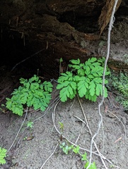 Dicentra formosa