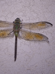 Anax junius