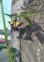 Papilio multicaudata