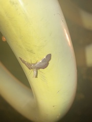 Hypsopygia