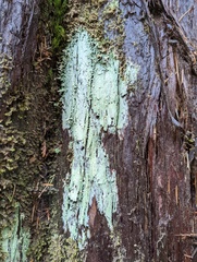 Icmadophila ericetorum