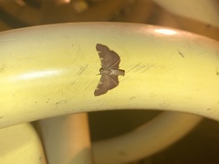 Hypsopygia