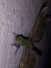 Anax junius