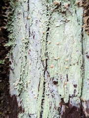 Icmadophila ericetorum