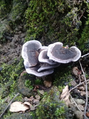 Phellodon niger
