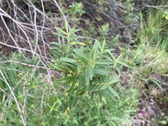 Veronica strictissima