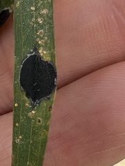 Asteromyia euthamiae