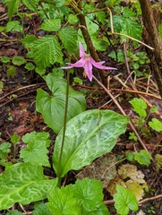 Erythronium revolutum