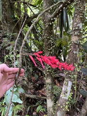 Neorudolphia volubilis