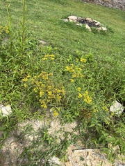 Asteromyia euthamiae