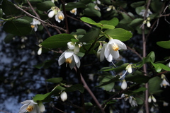 Styrax redivivus