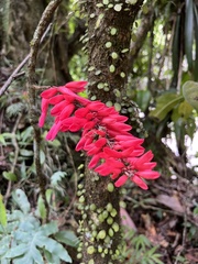 Neorudolphia volubilis