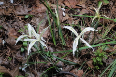 Iris tenuissima