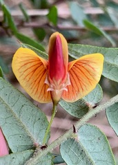 Bossiaea cinerea