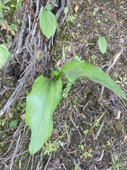 Erythronium montanum
