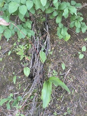 Erythronium montanum