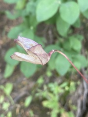 Erythronium montanum