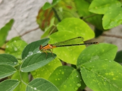 Ischnura senegalensis