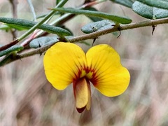 Bossiaea cinerea