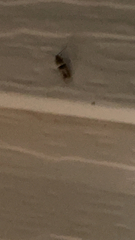 Plodia interpunctella